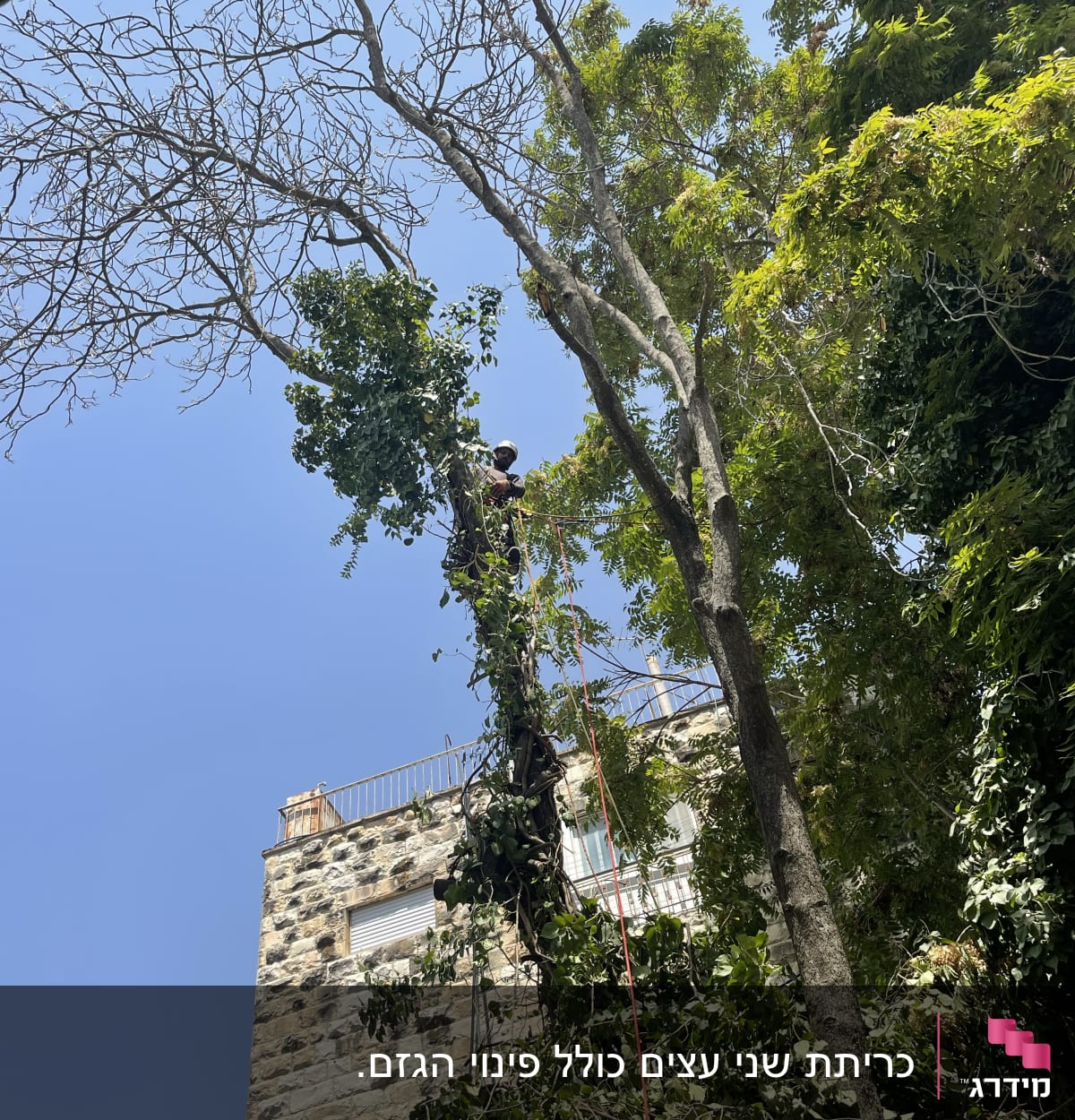 אדם גוזם ענפים על עץ גבוה עם חבל בטיחות